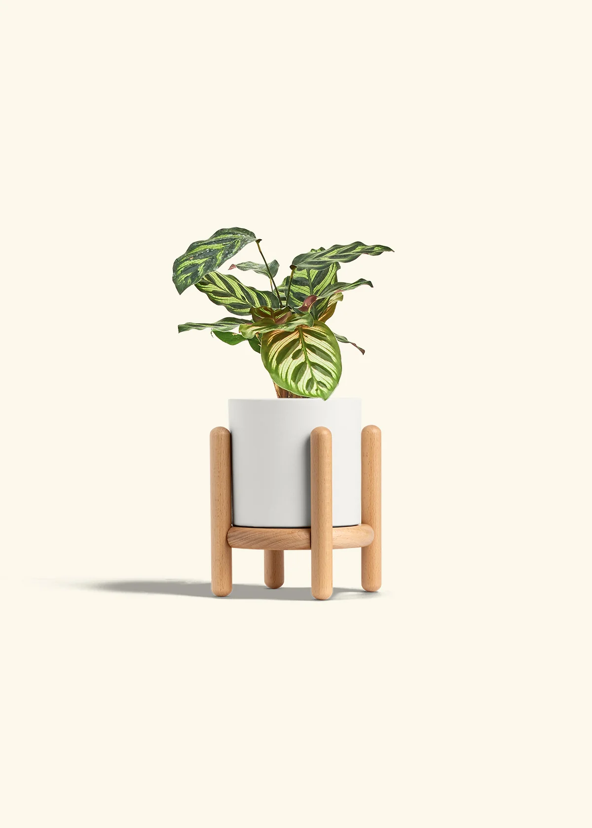 Peacock Plant - Image 31