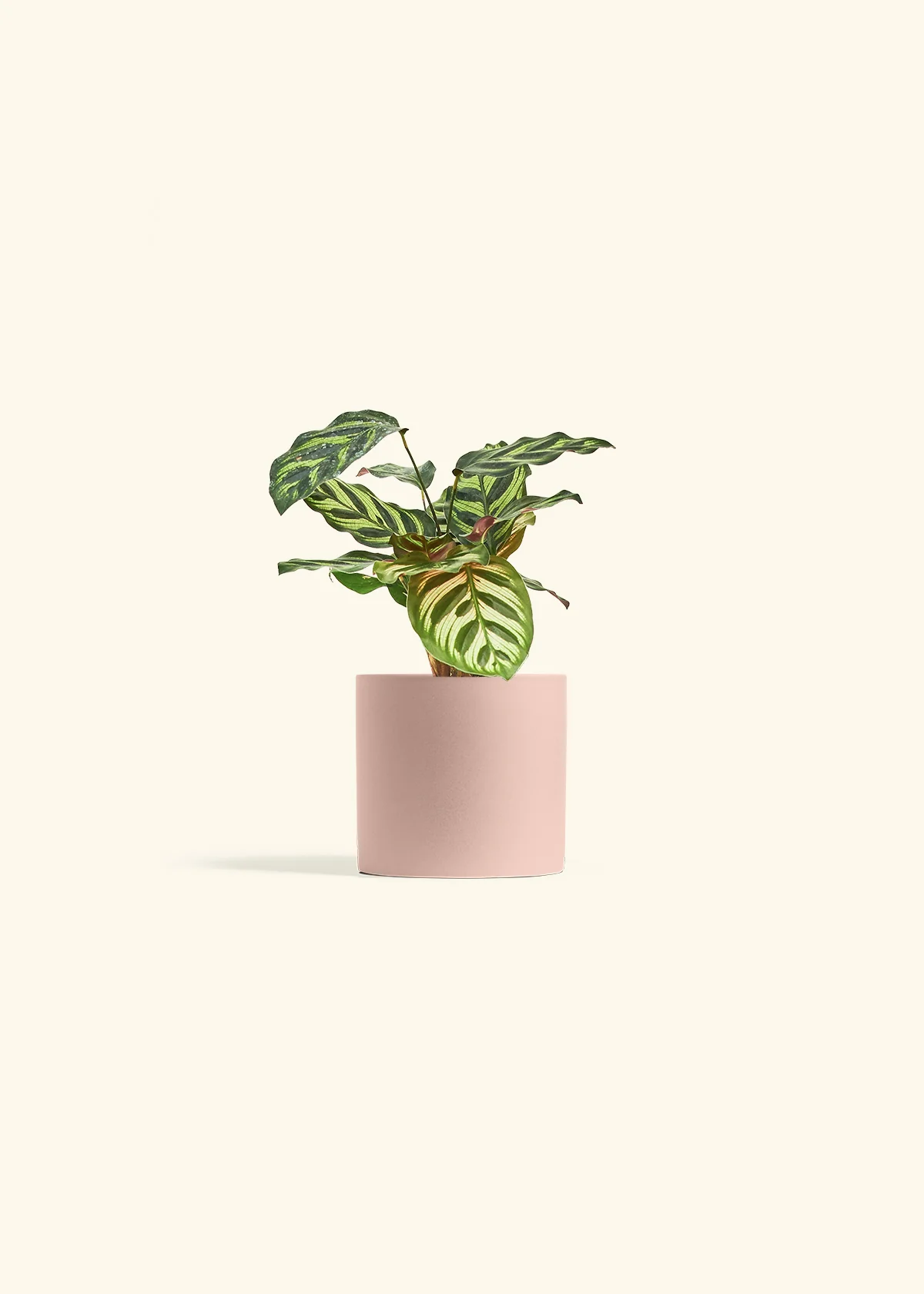 Peacock Plant - Image 32