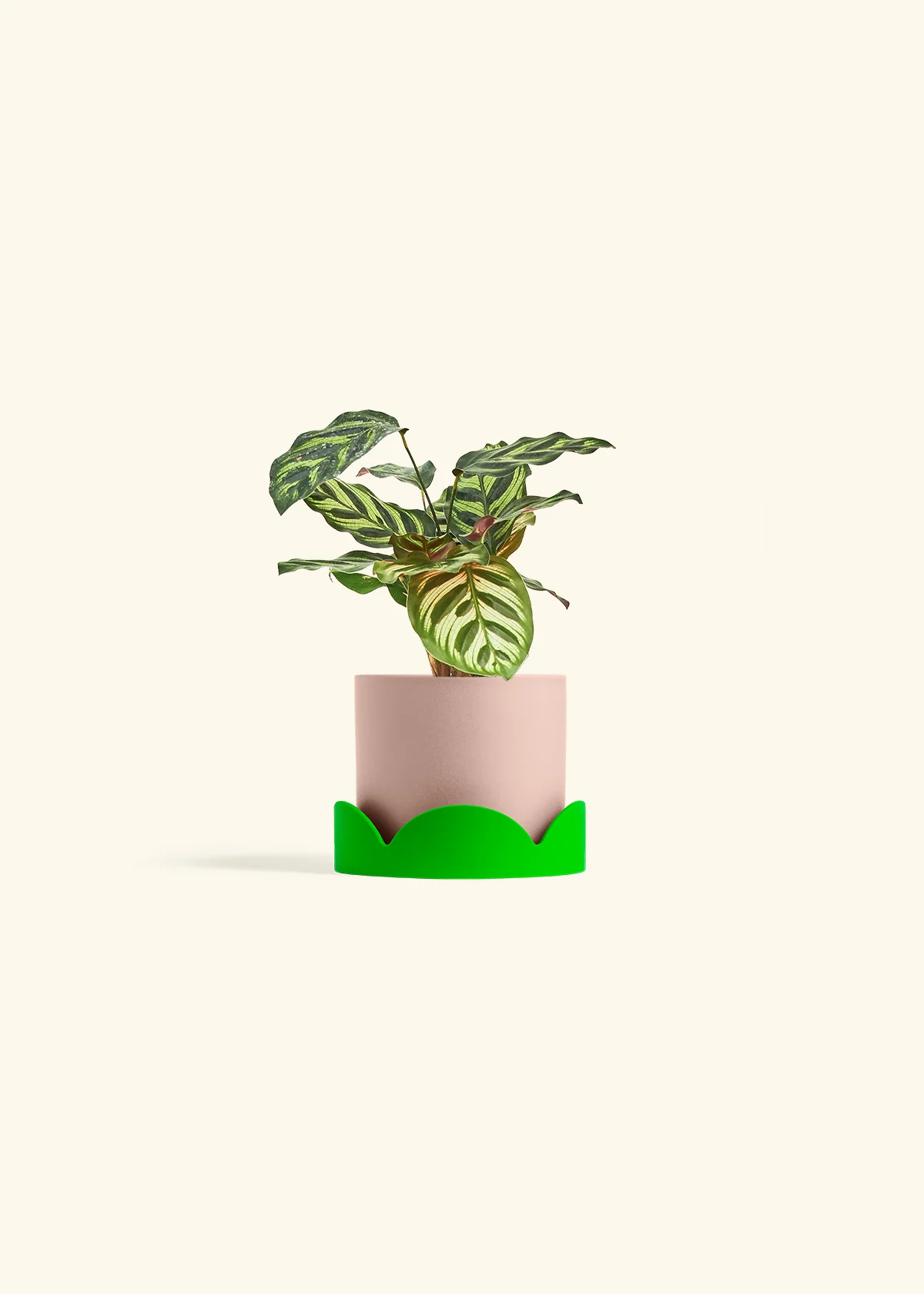 Peacock Plant - Image 33
