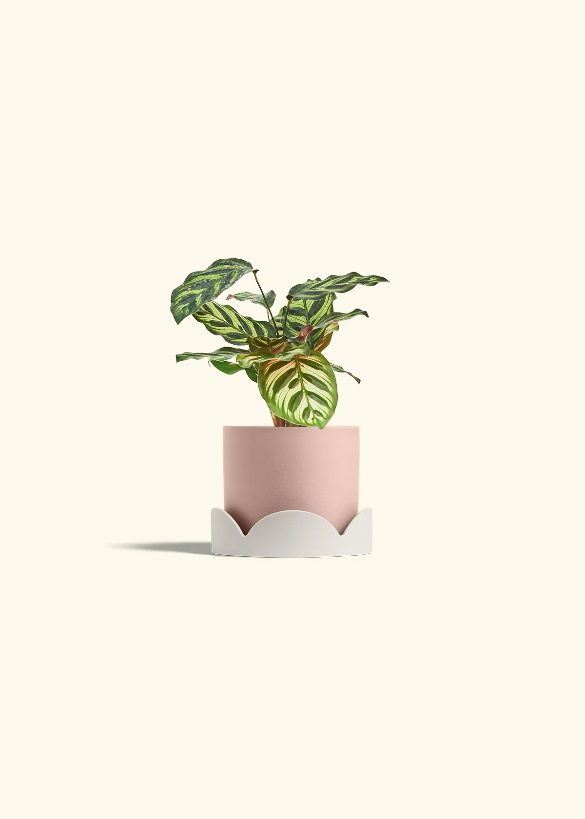 Peacock Plant - Image 34