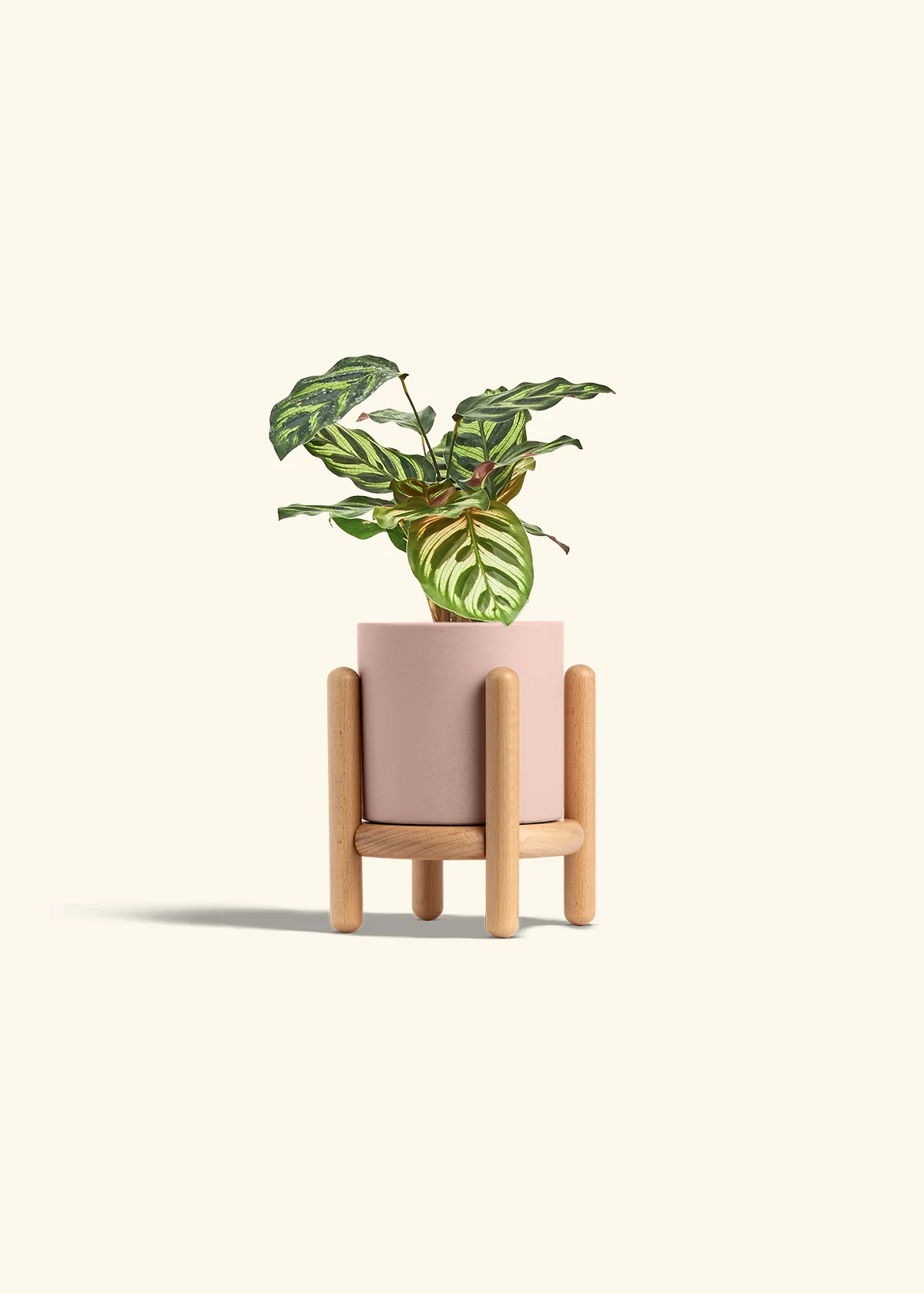 Peacock Plant - Image 35