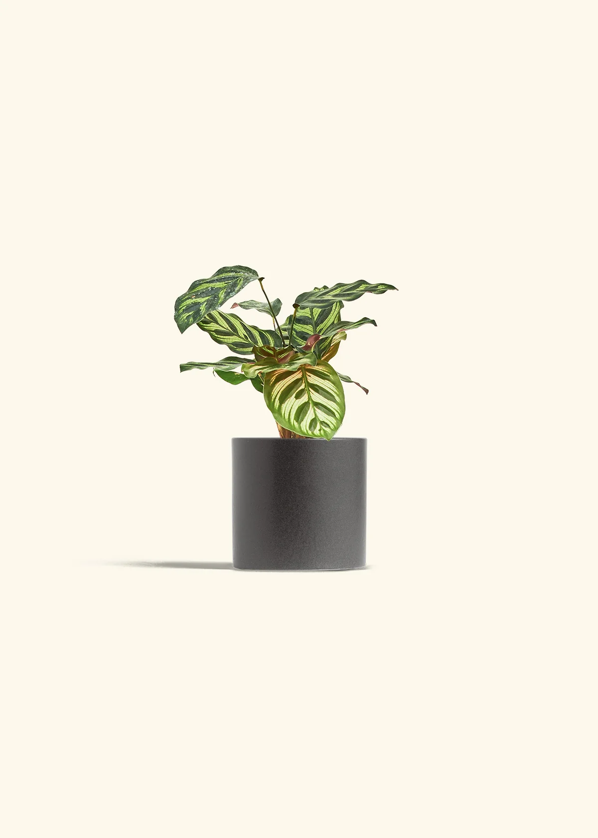 Peacock Plant - Image 36