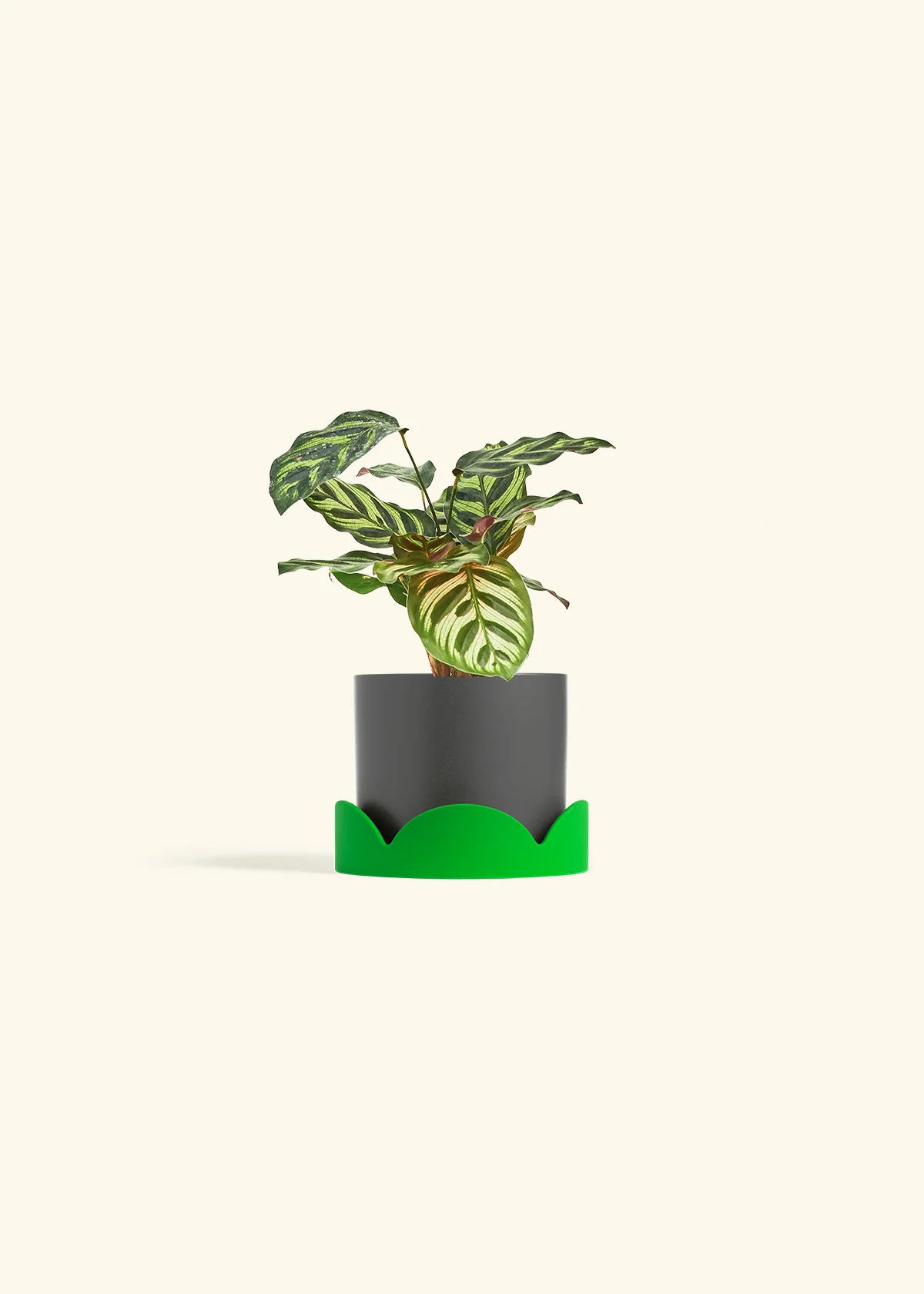 Peacock Plant - Image 37