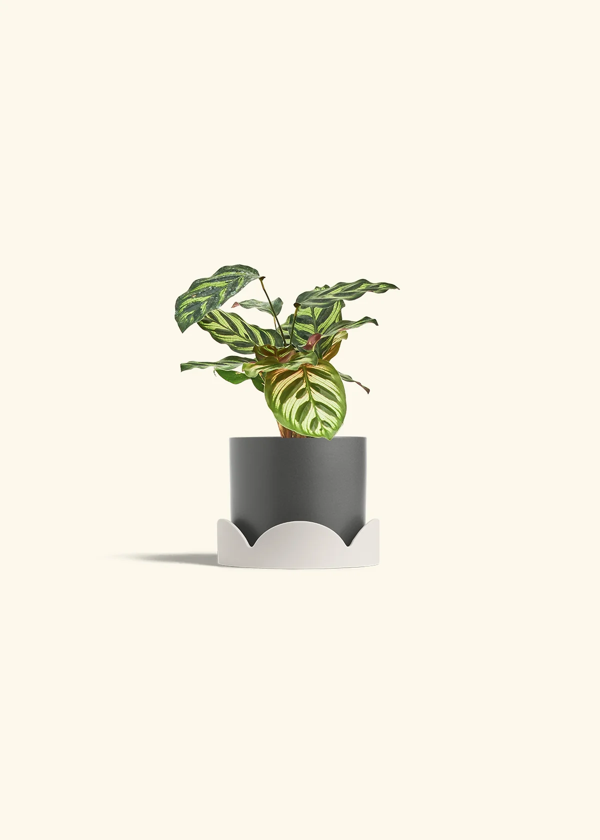 Peacock Plant - Image 38