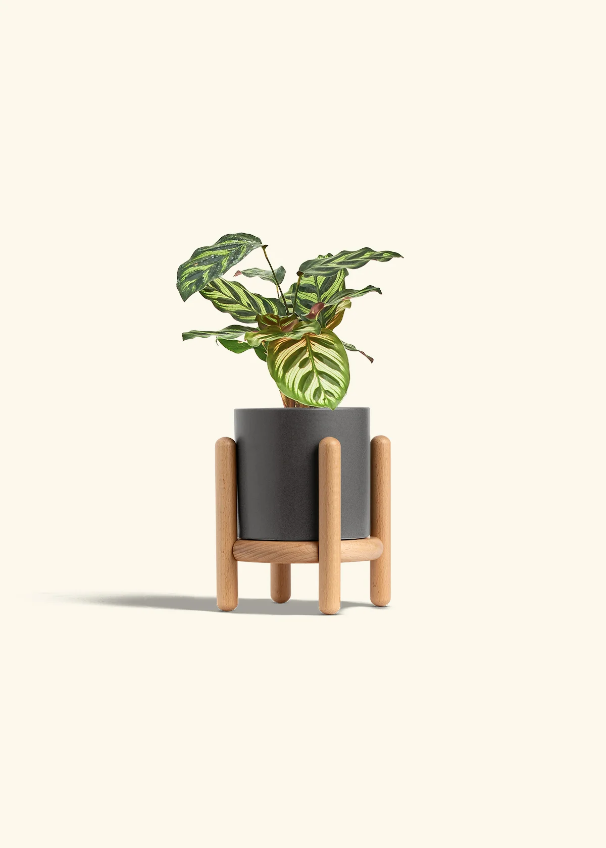 Peacock Plant - Image 39