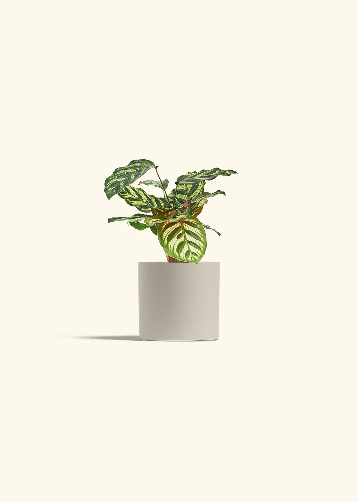 Peacock Plant - Image 40