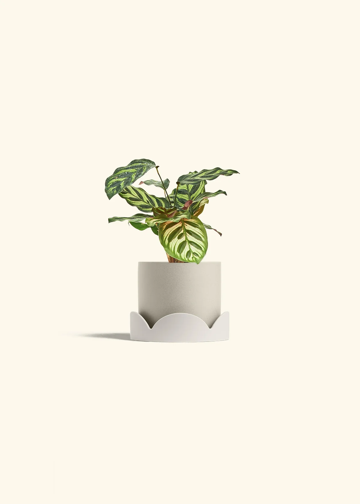 Peacock Plant - Image 42