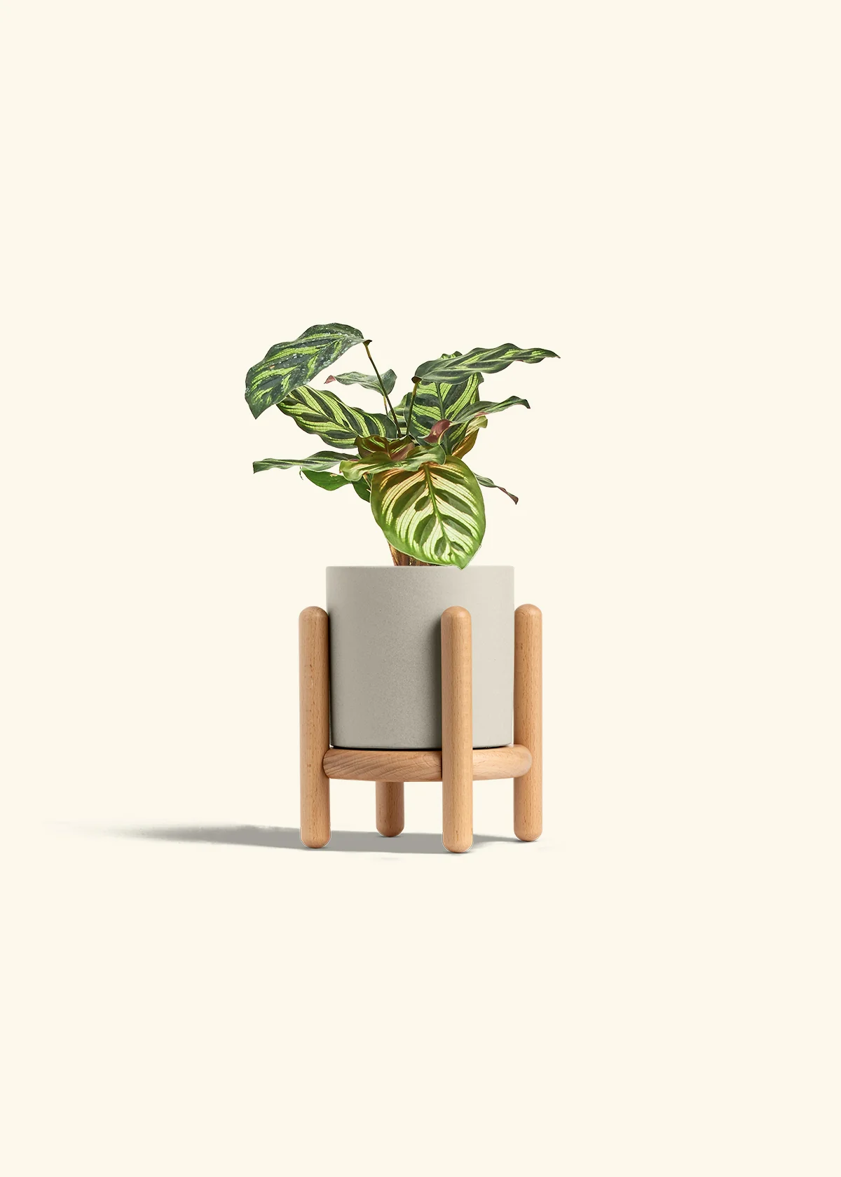 Peacock Plant - Image 43