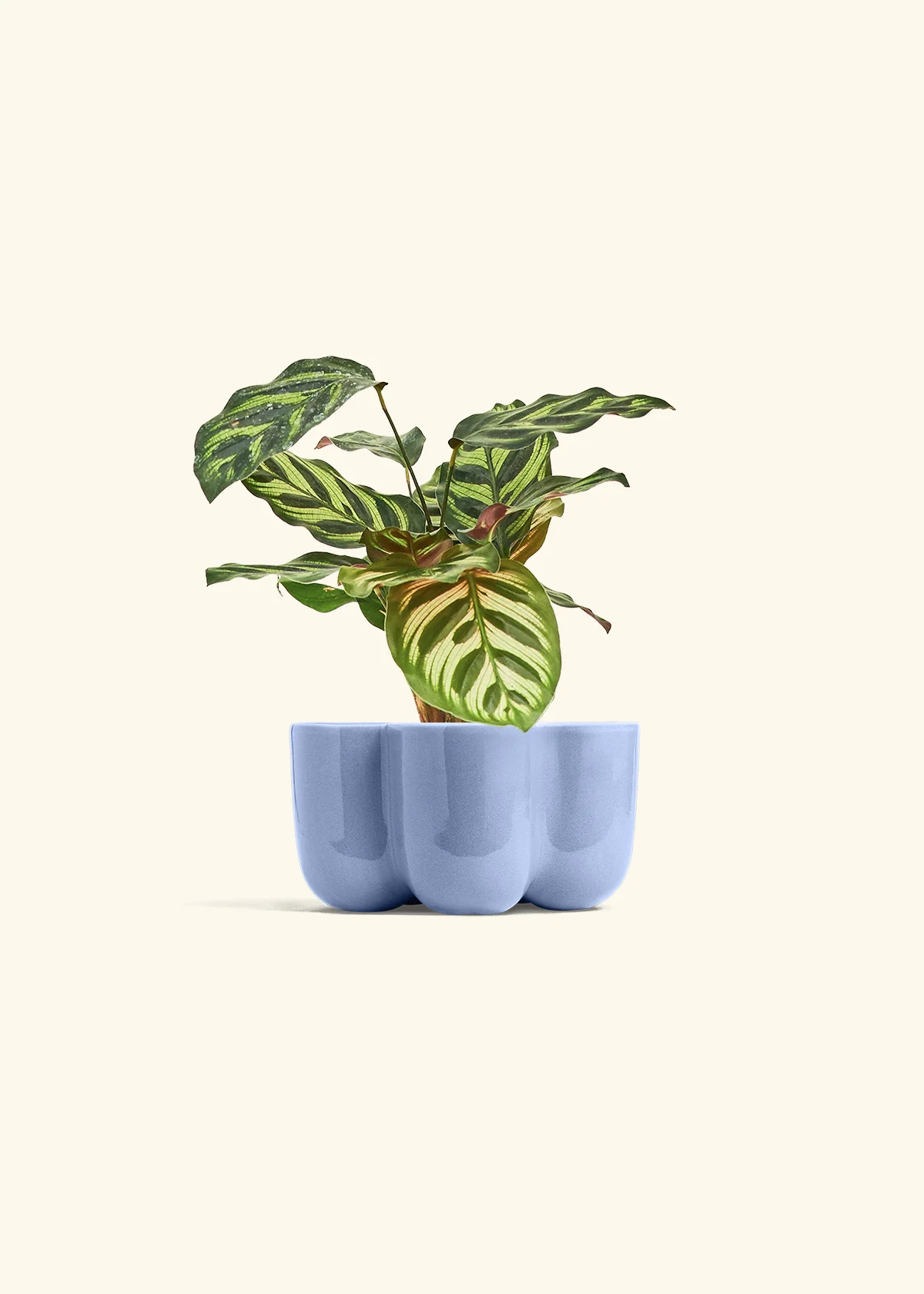 Peacock Plant - Image 44