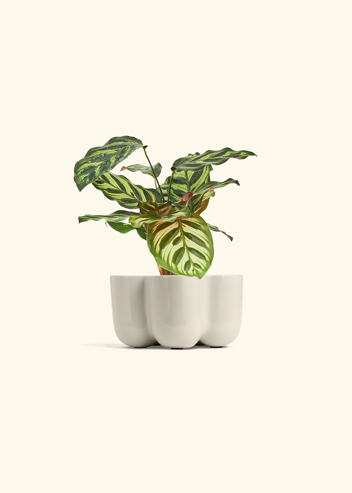 Peacock Plant - Image 45
