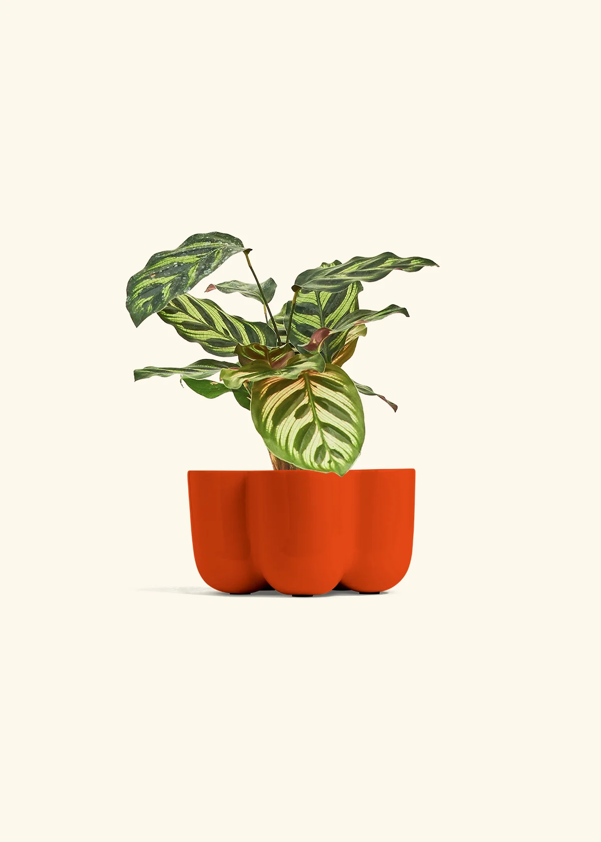 Peacock Plant - Image 46