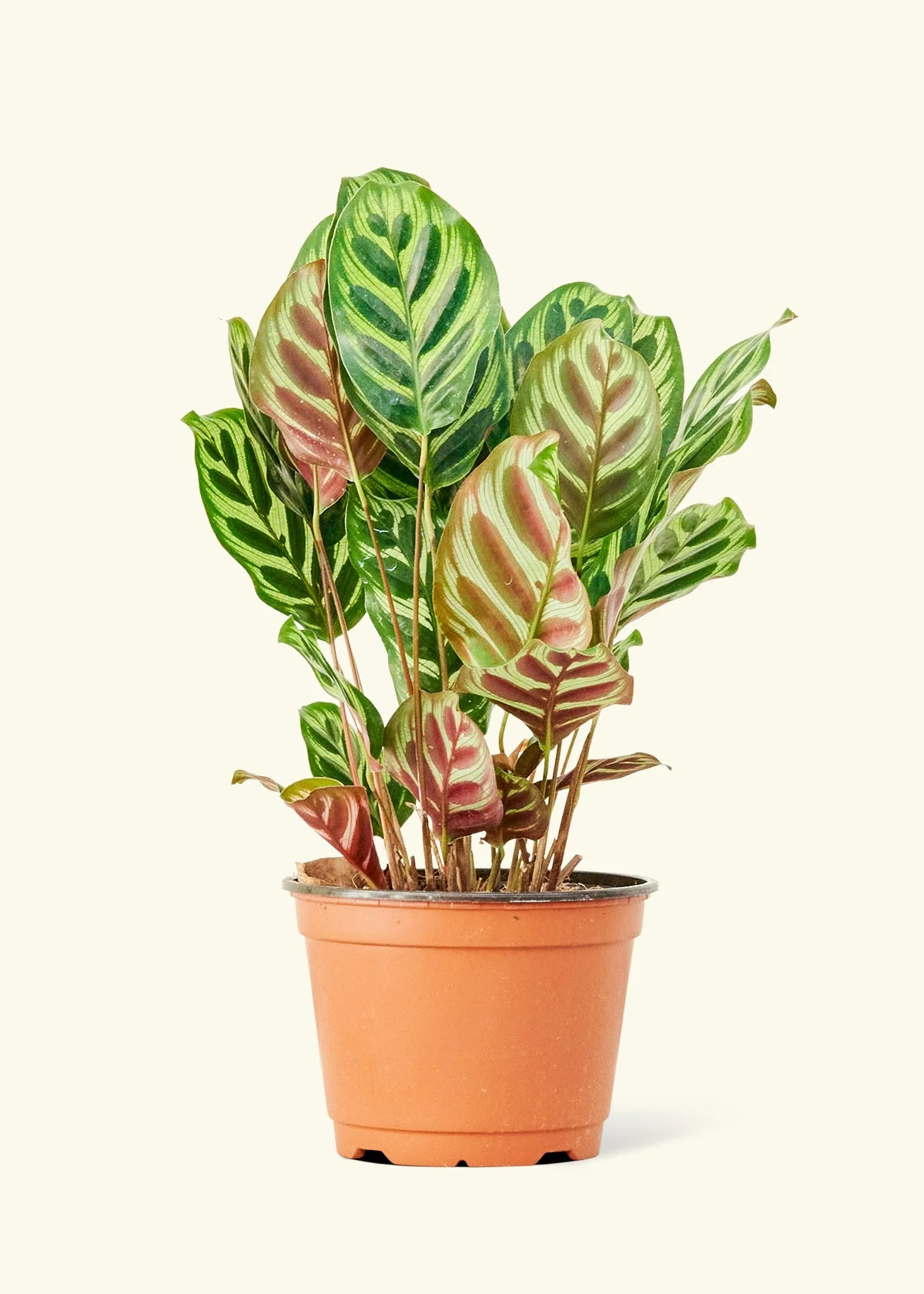 Peacock Plant - Image 47