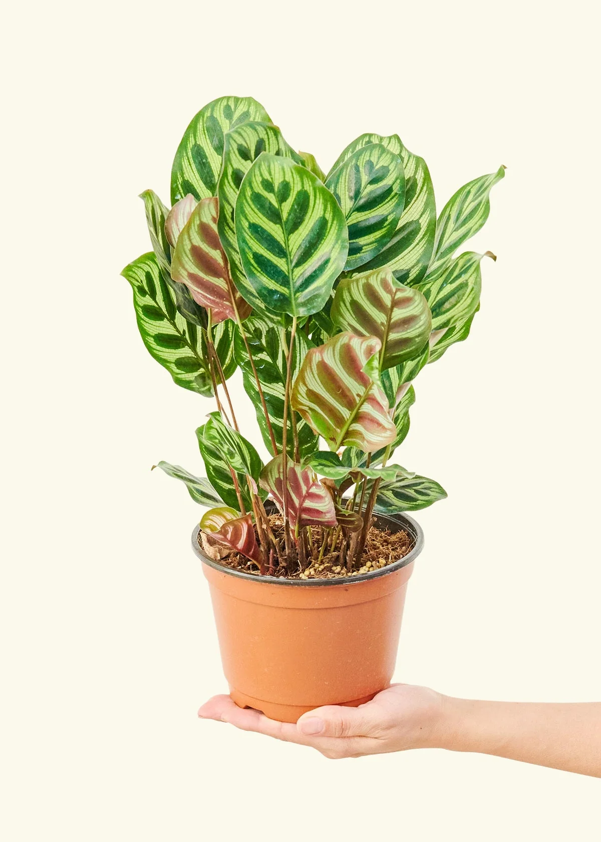 Peacock Plant - Image 48