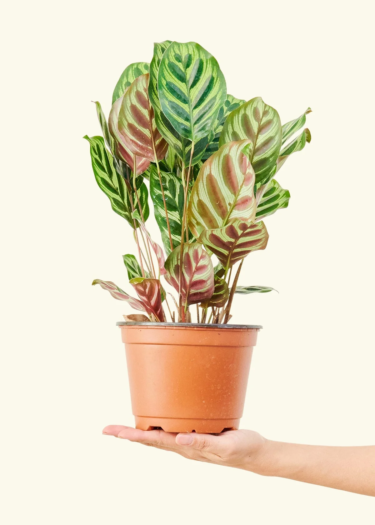 Peacock Plant - Image 49