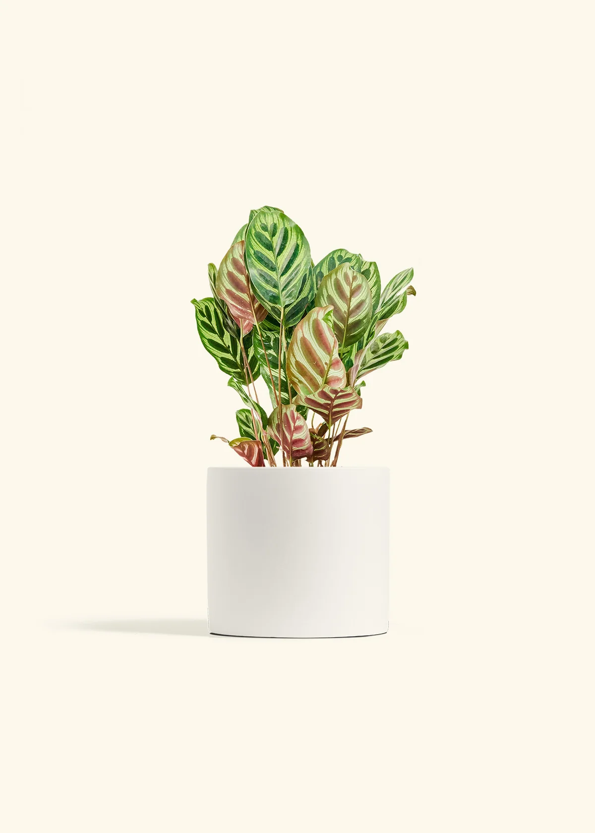 Peacock Plant - Image 50