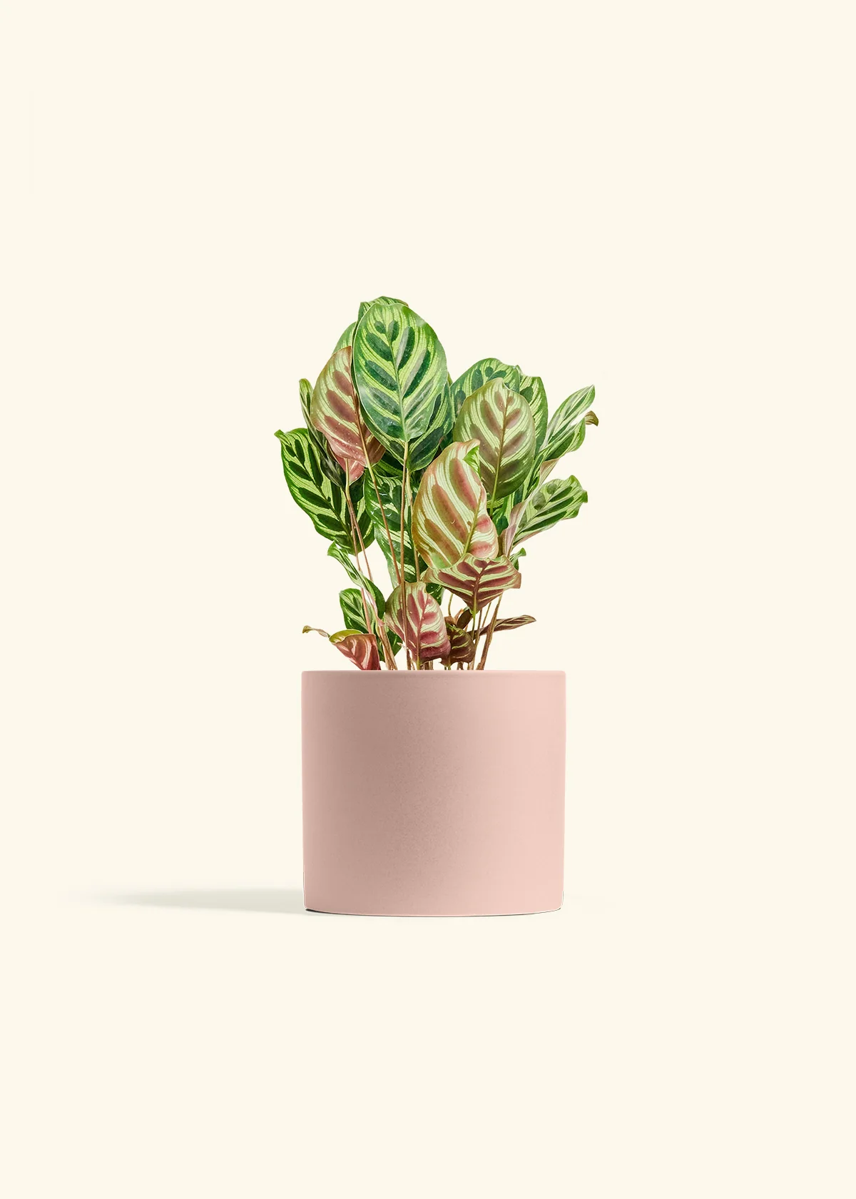 Peacock Plant - Image 51