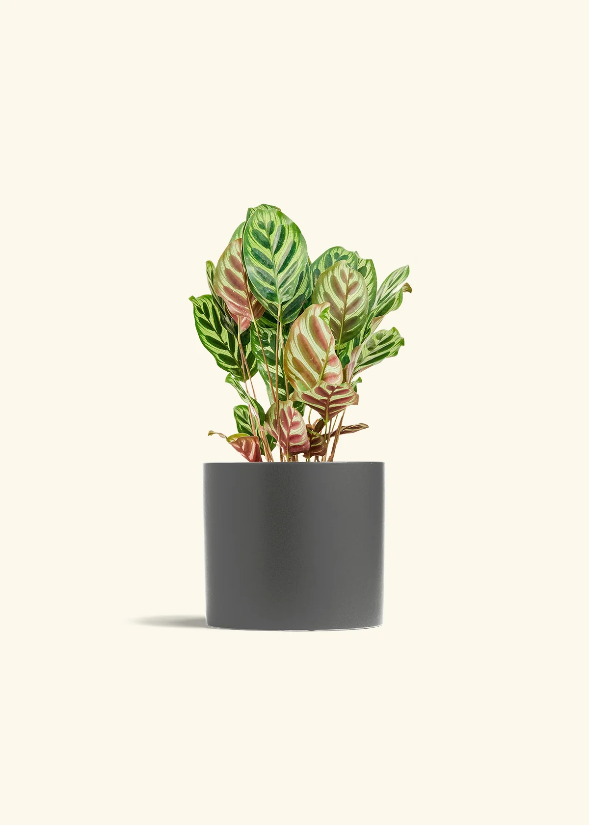Peacock Plant - Image 52