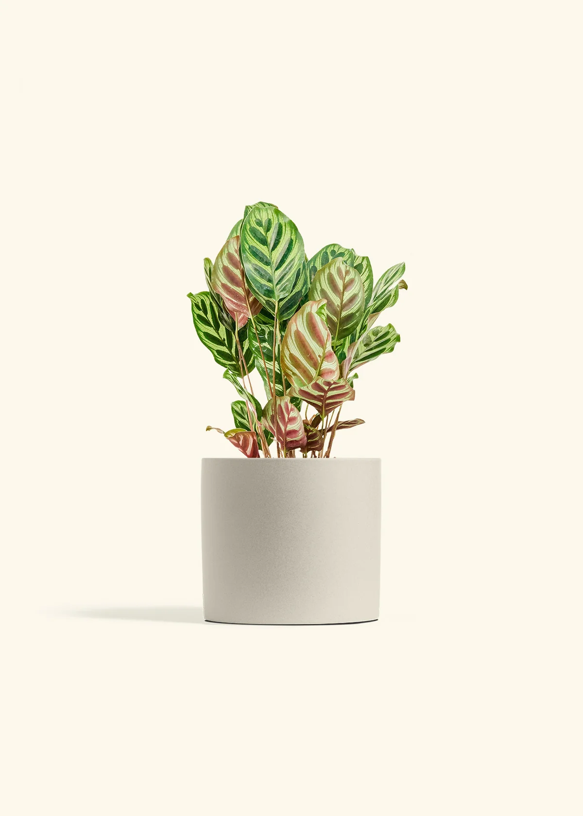 Peacock Plant - Image 53