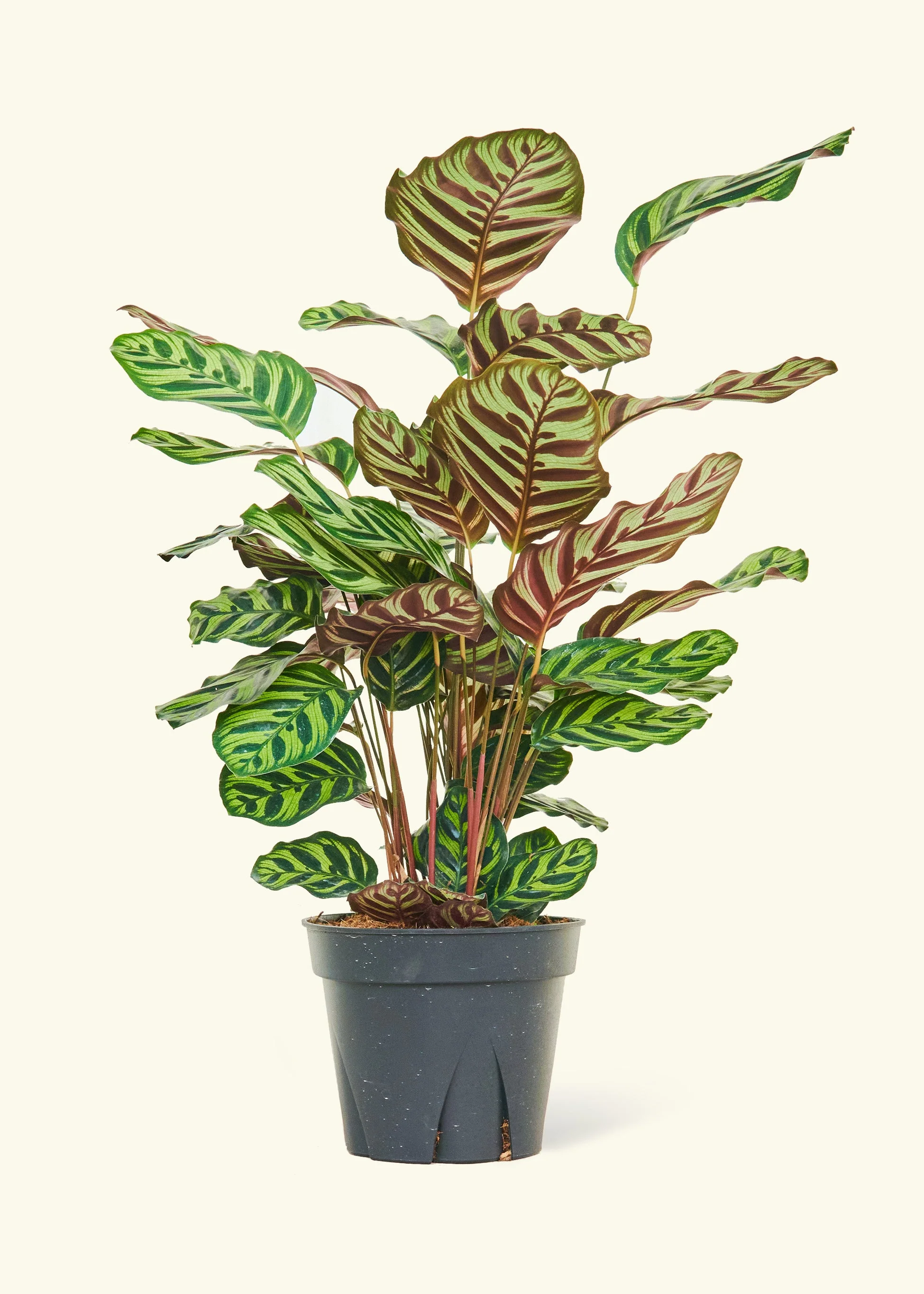 Peacock Plant - Image 54