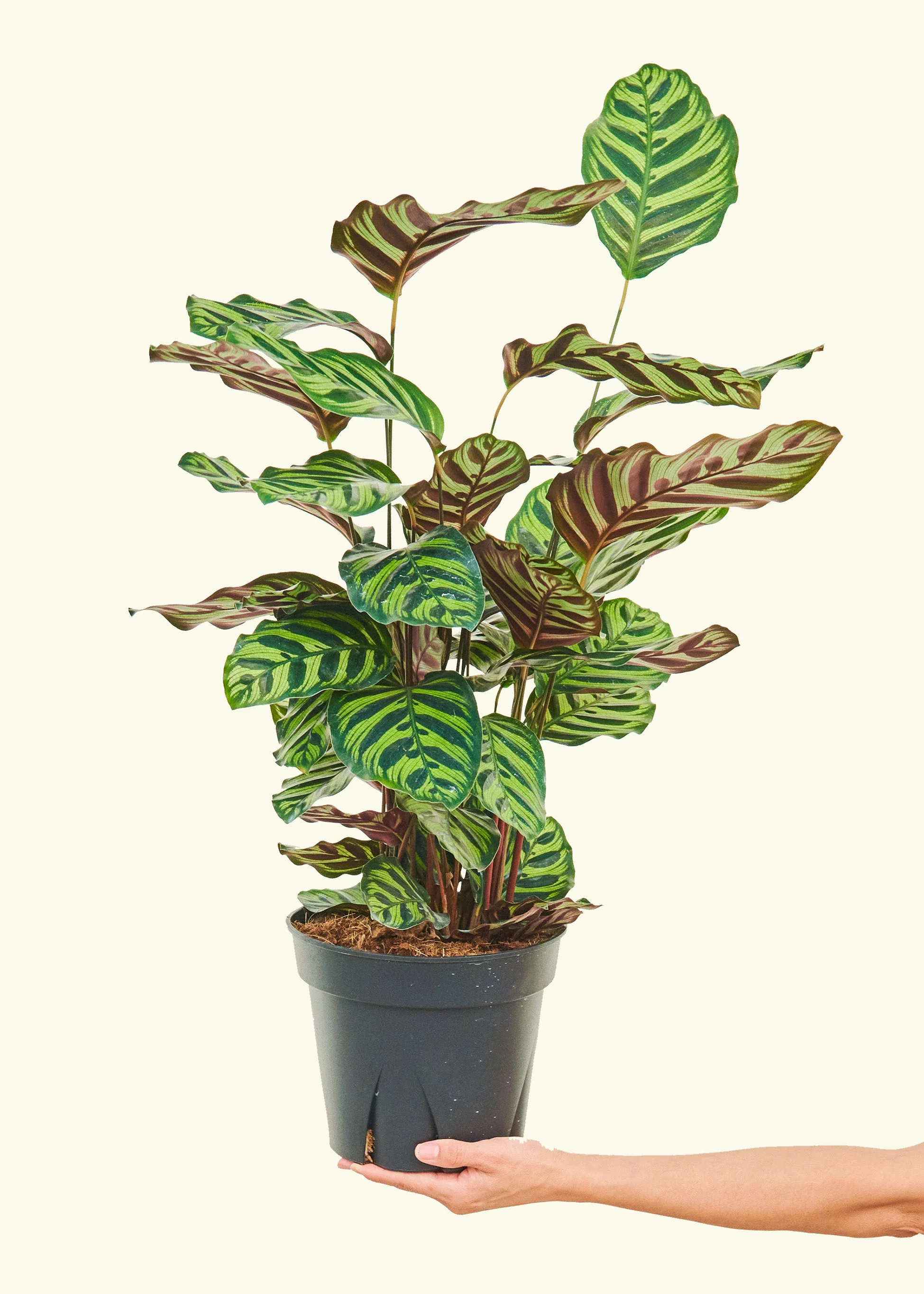 Peacock Plant - Image 55
