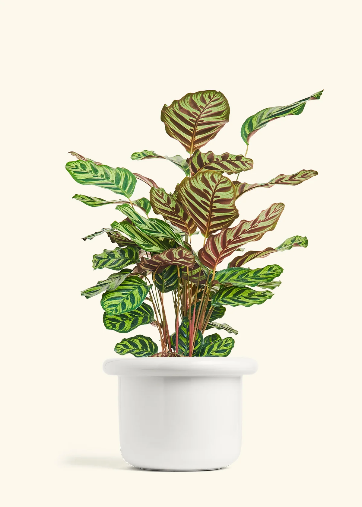 Peacock Plant - Image 56