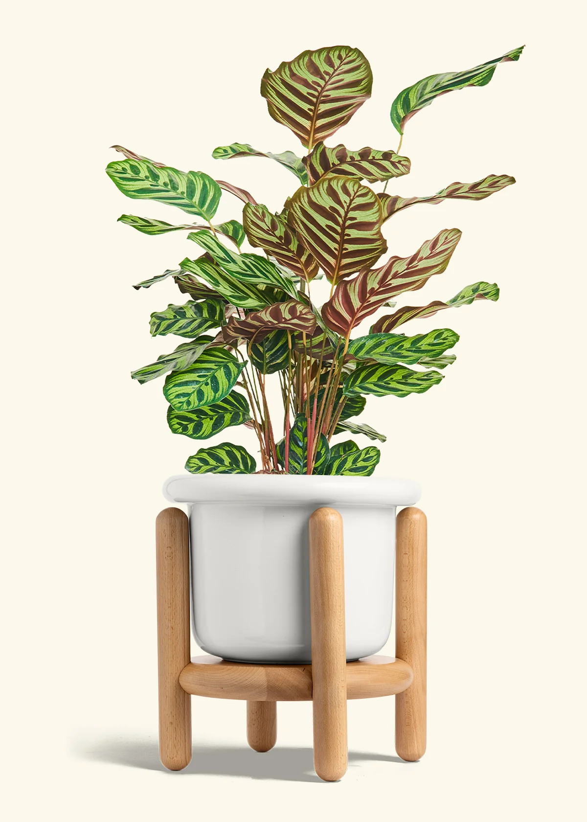 Peacock Plant - Image 59