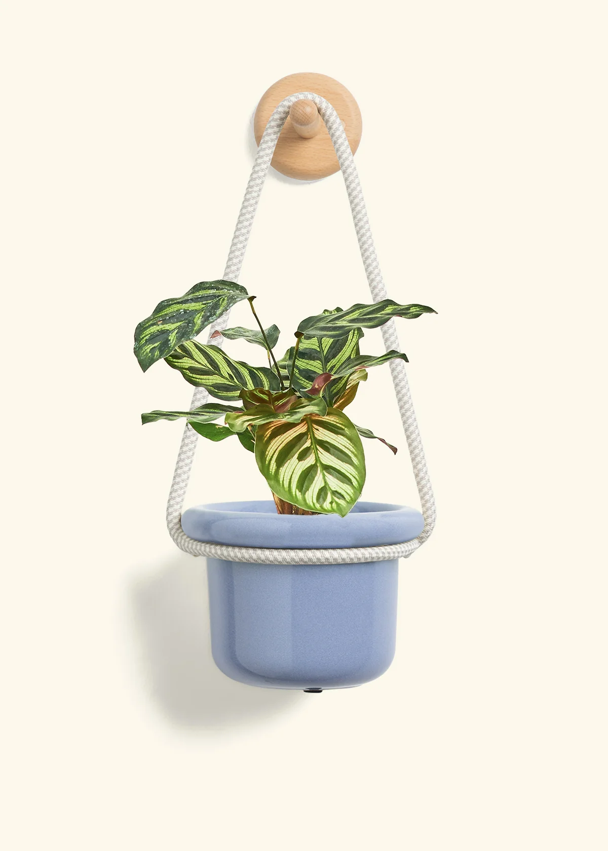 Peacock Plant - Image 6