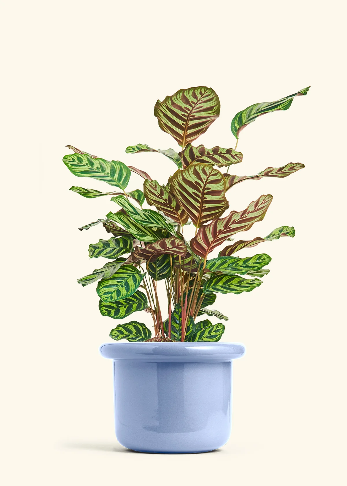 Peacock Plant - Image 60