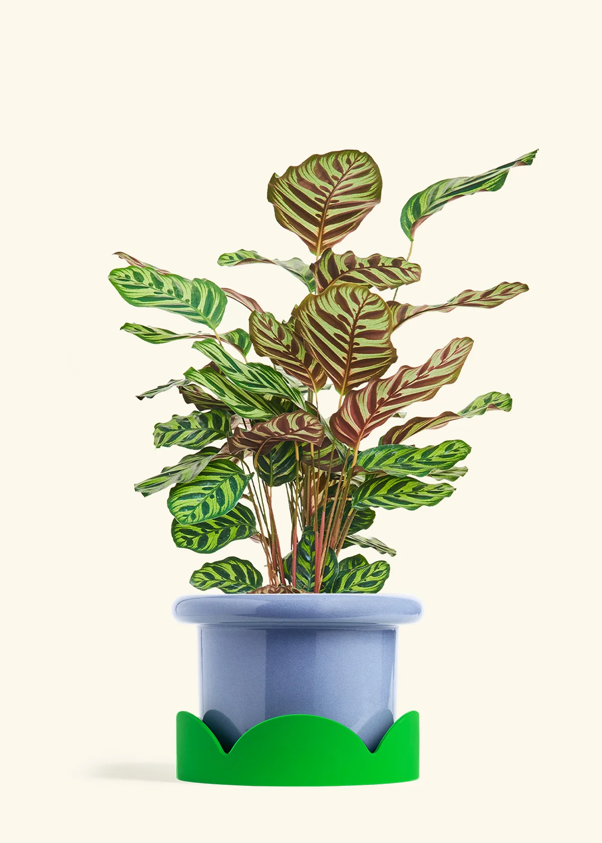 Peacock Plant - Image 61