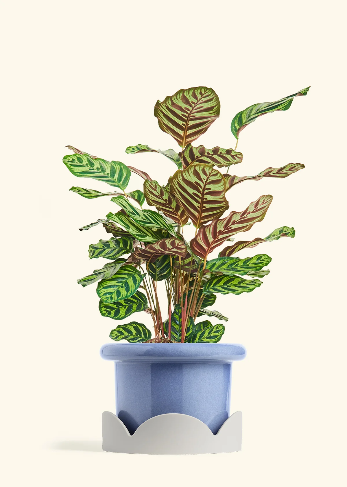 Peacock Plant - Image 62