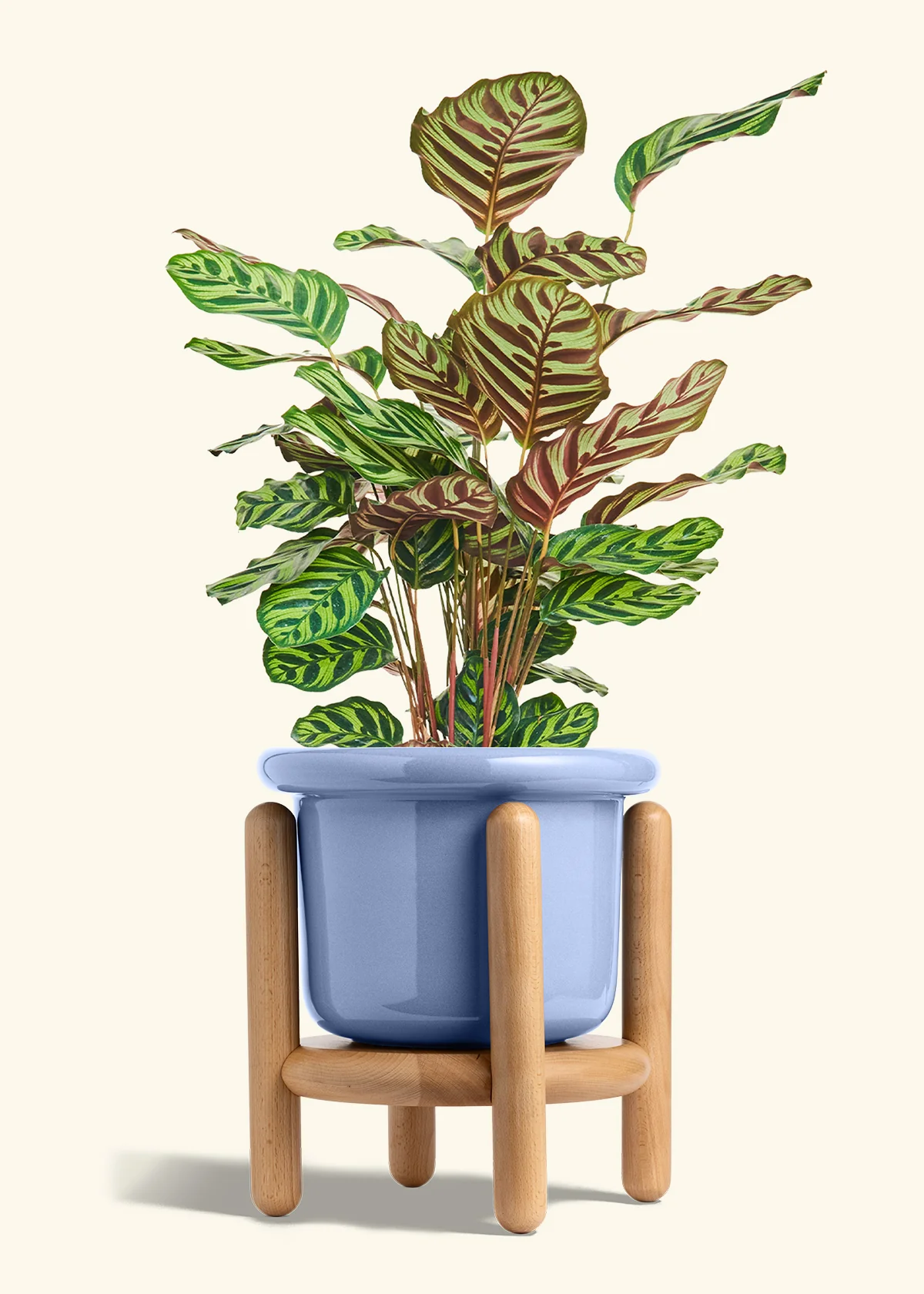 Peacock Plant - Image 63