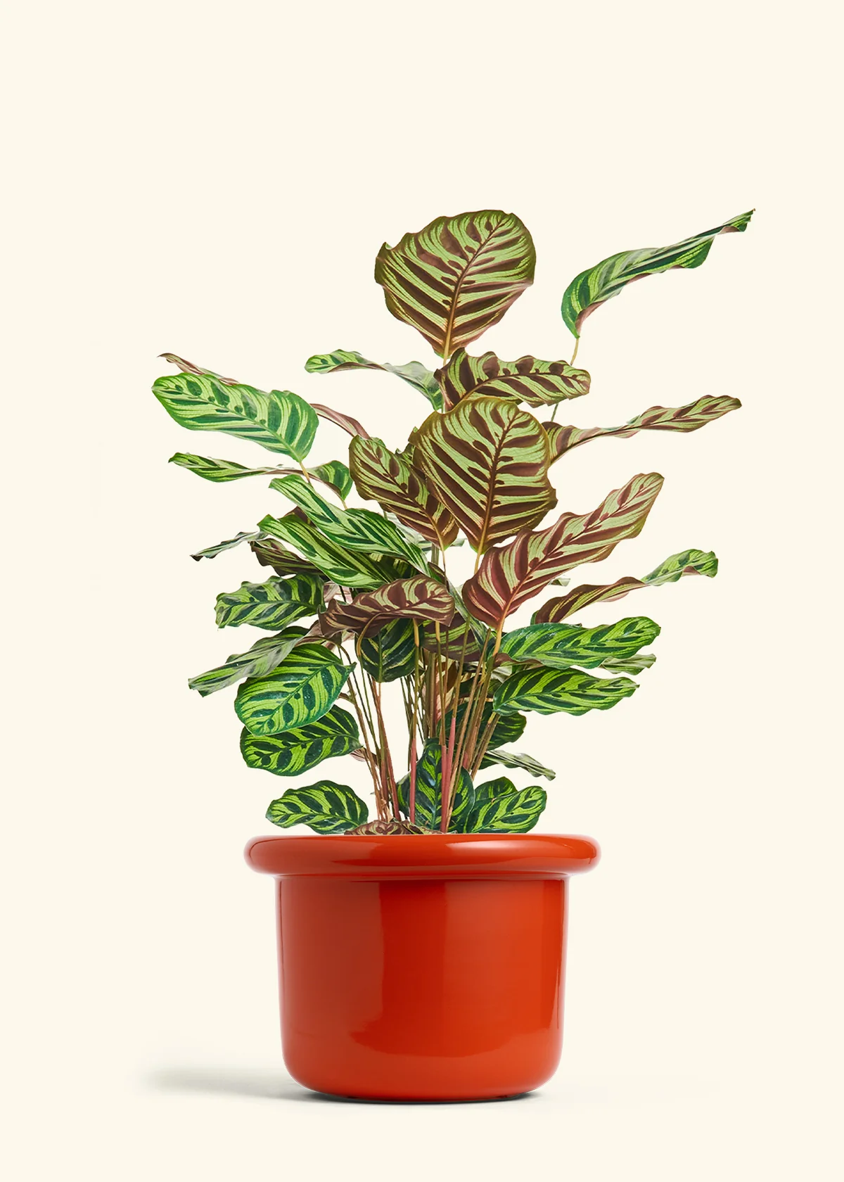 Peacock Plant - Image 64