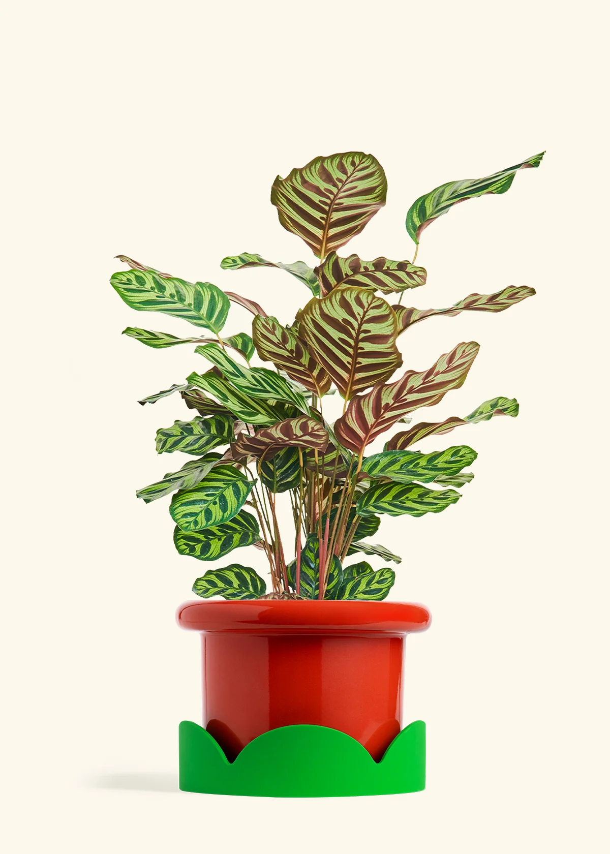 Peacock Plant - Image 65