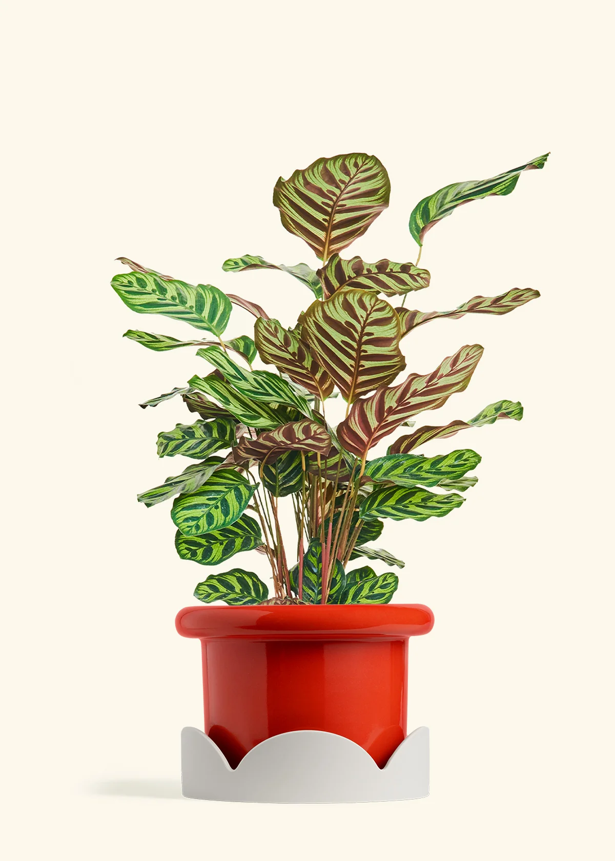 Peacock Plant - Image 66