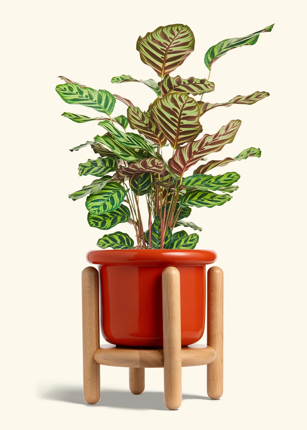 Peacock Plant - Image 67