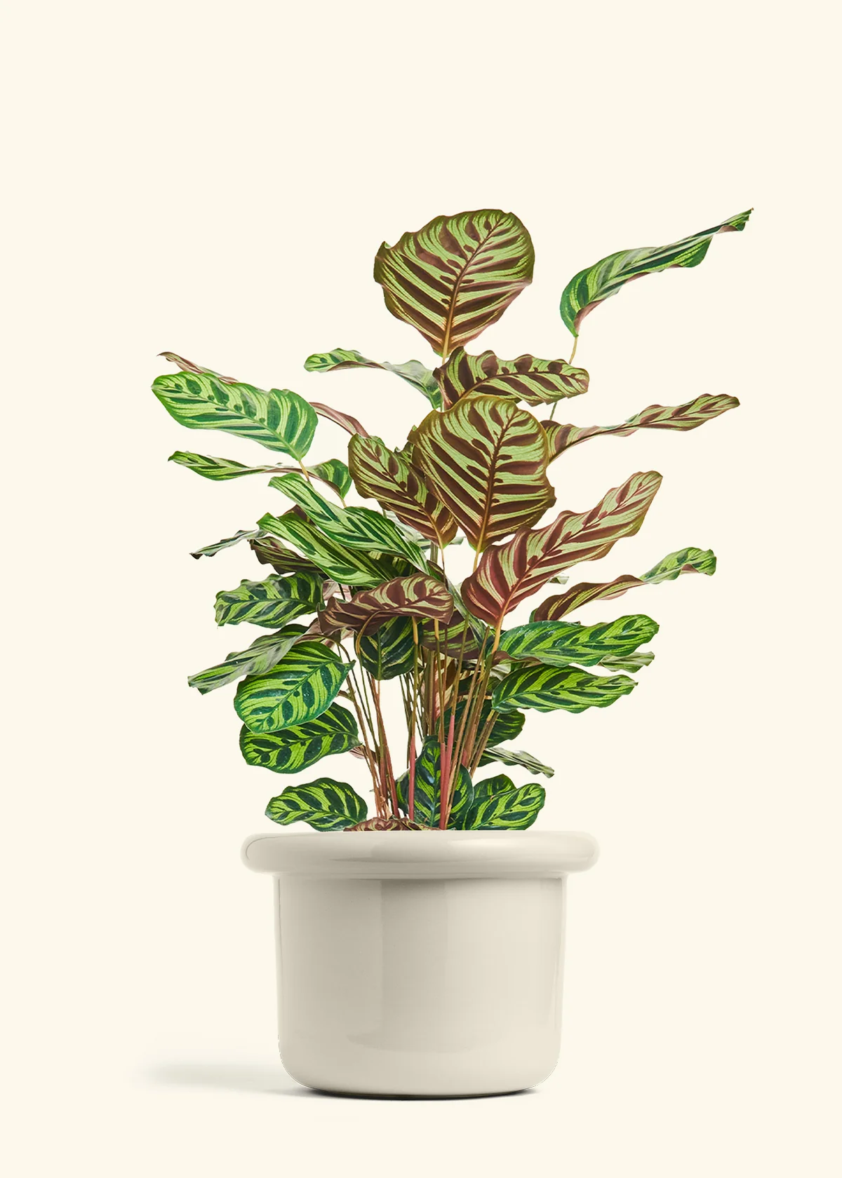 Peacock Plant - Image 68