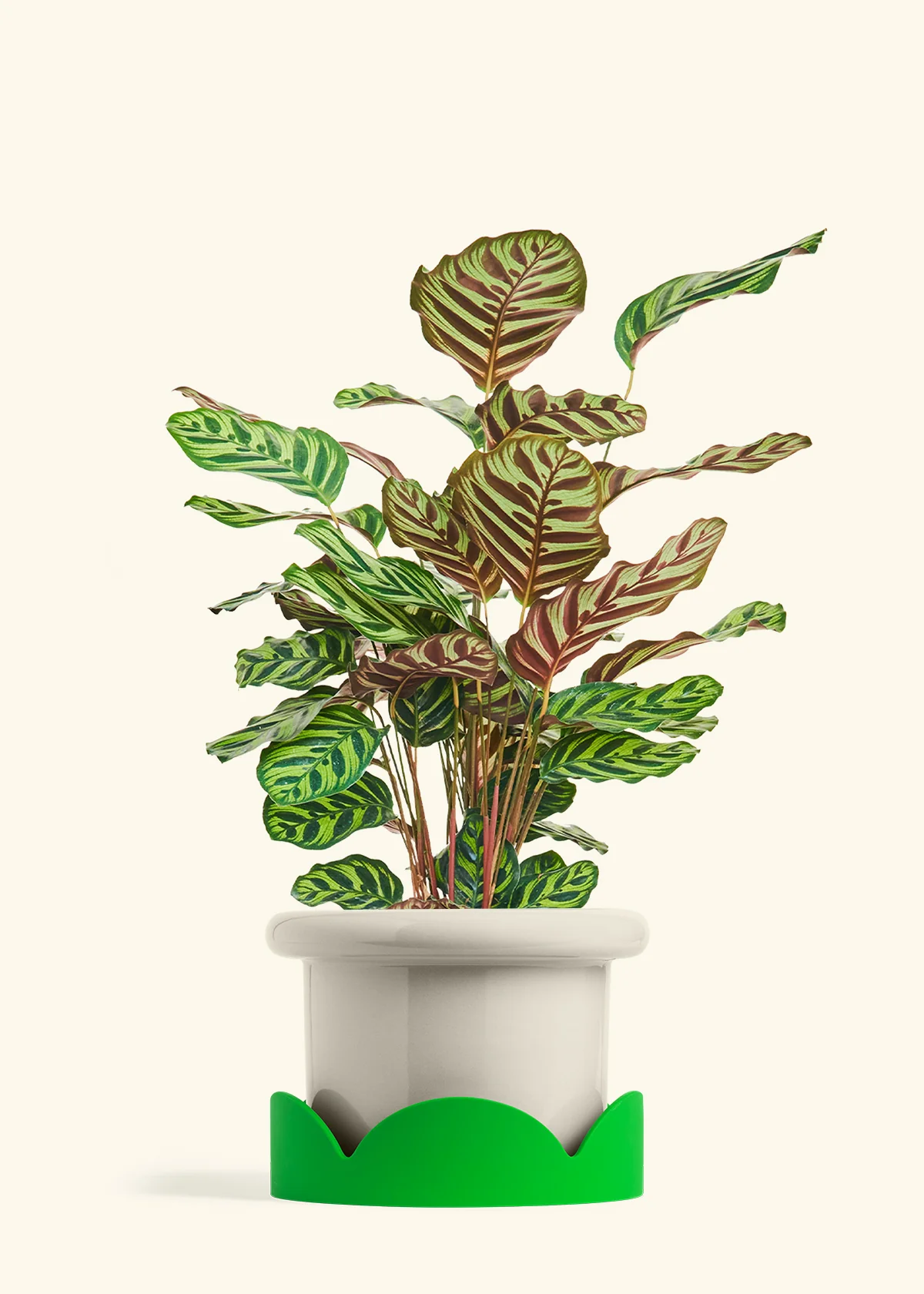 Peacock Plant - Image 69