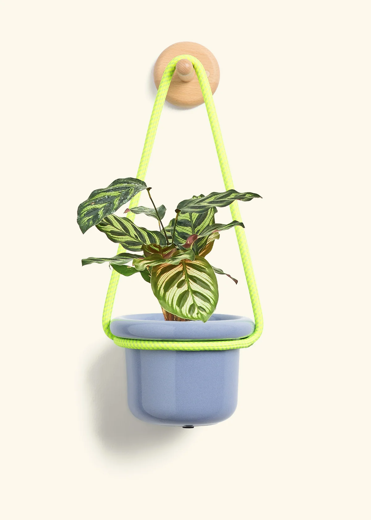 Peacock Plant - Image 7
