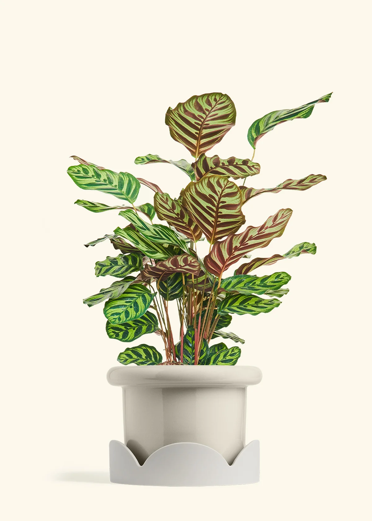Peacock Plant - Image 70