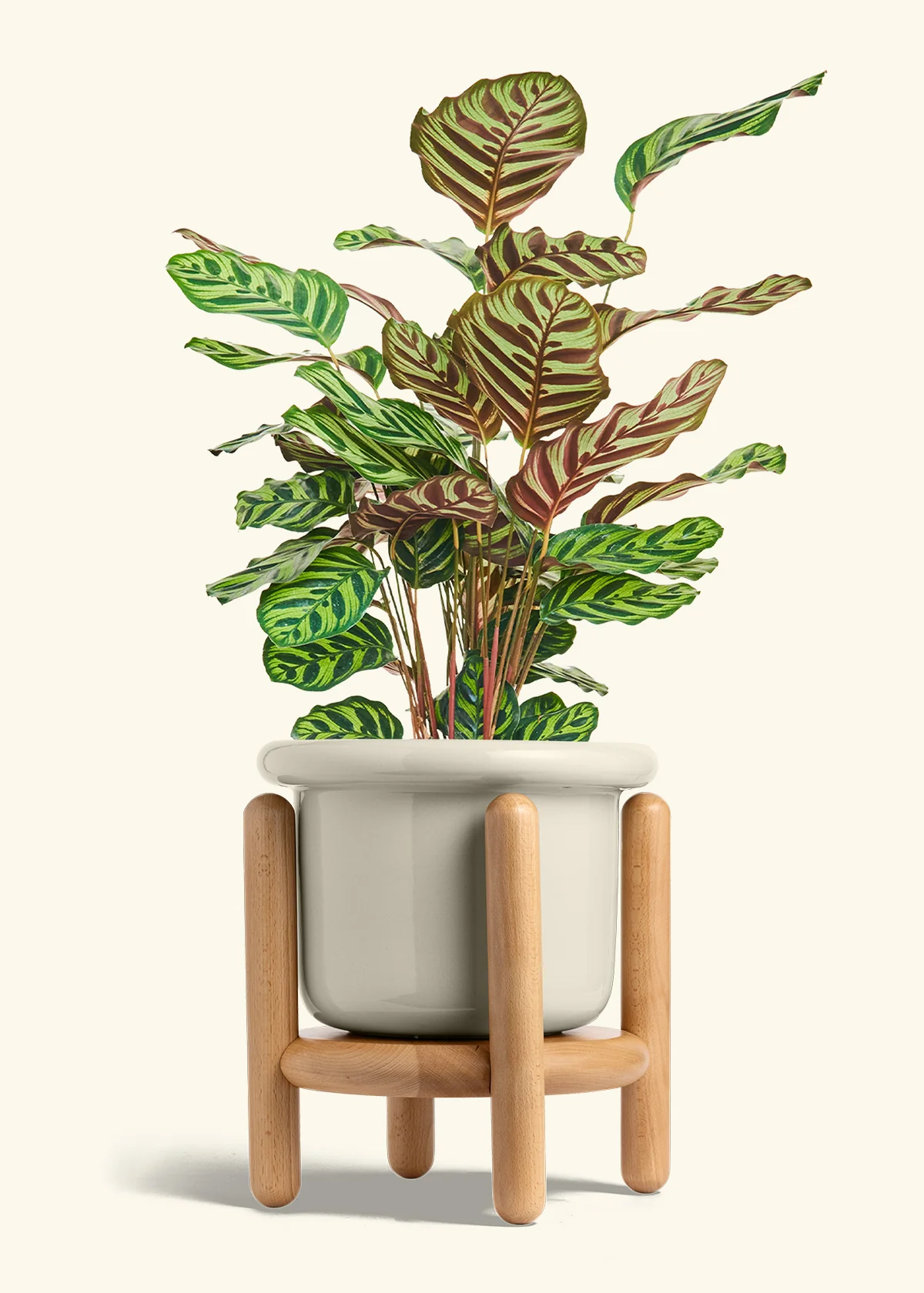 Peacock Plant - Image 71