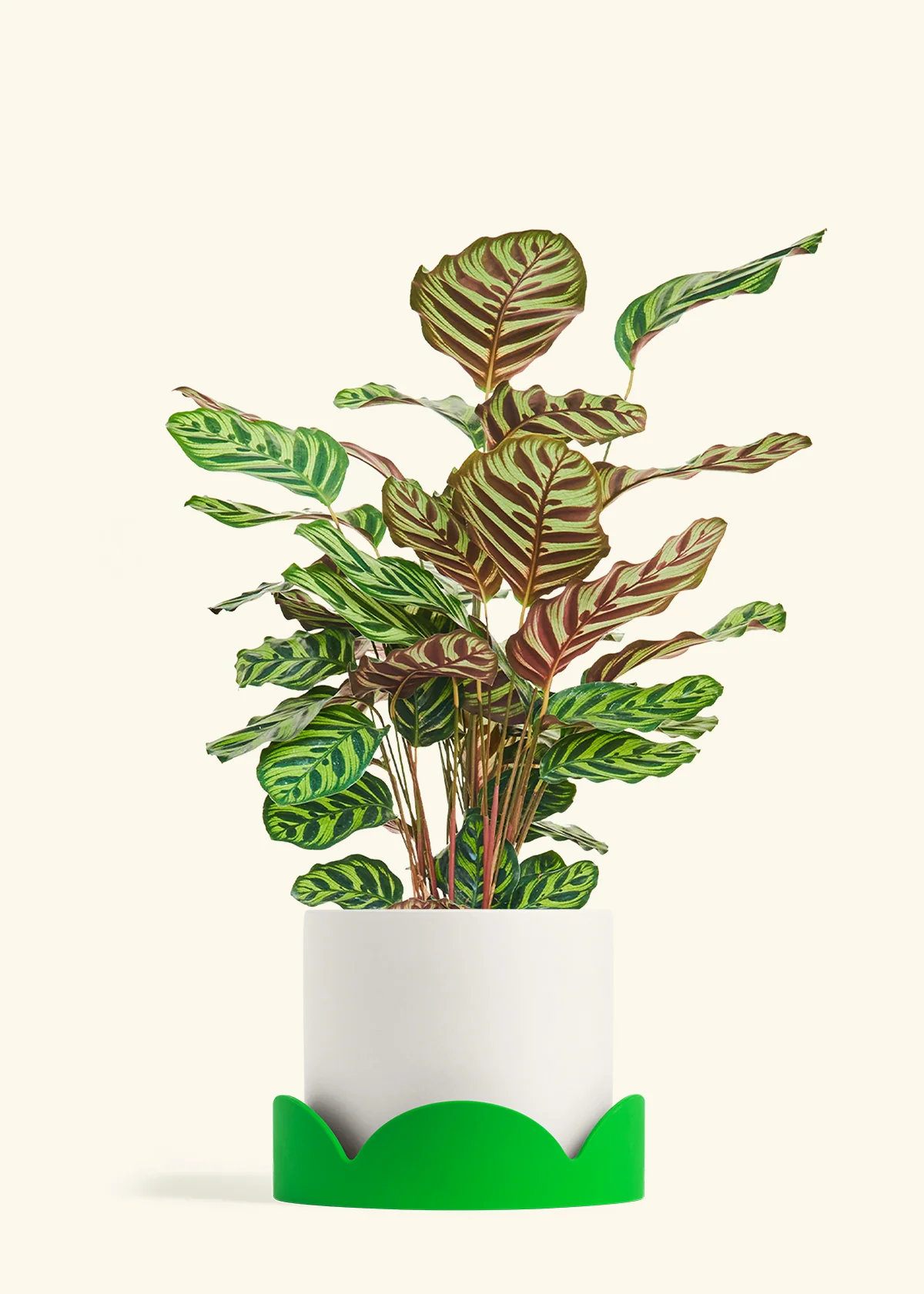 Peacock Plant - Image 72