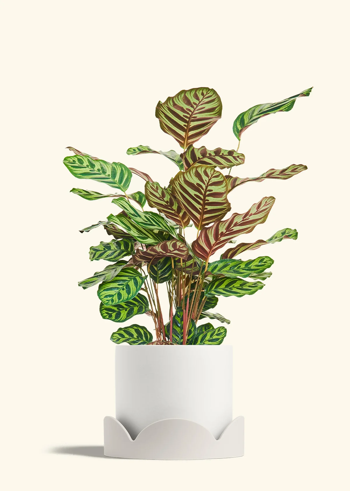 Peacock Plant - Image 73