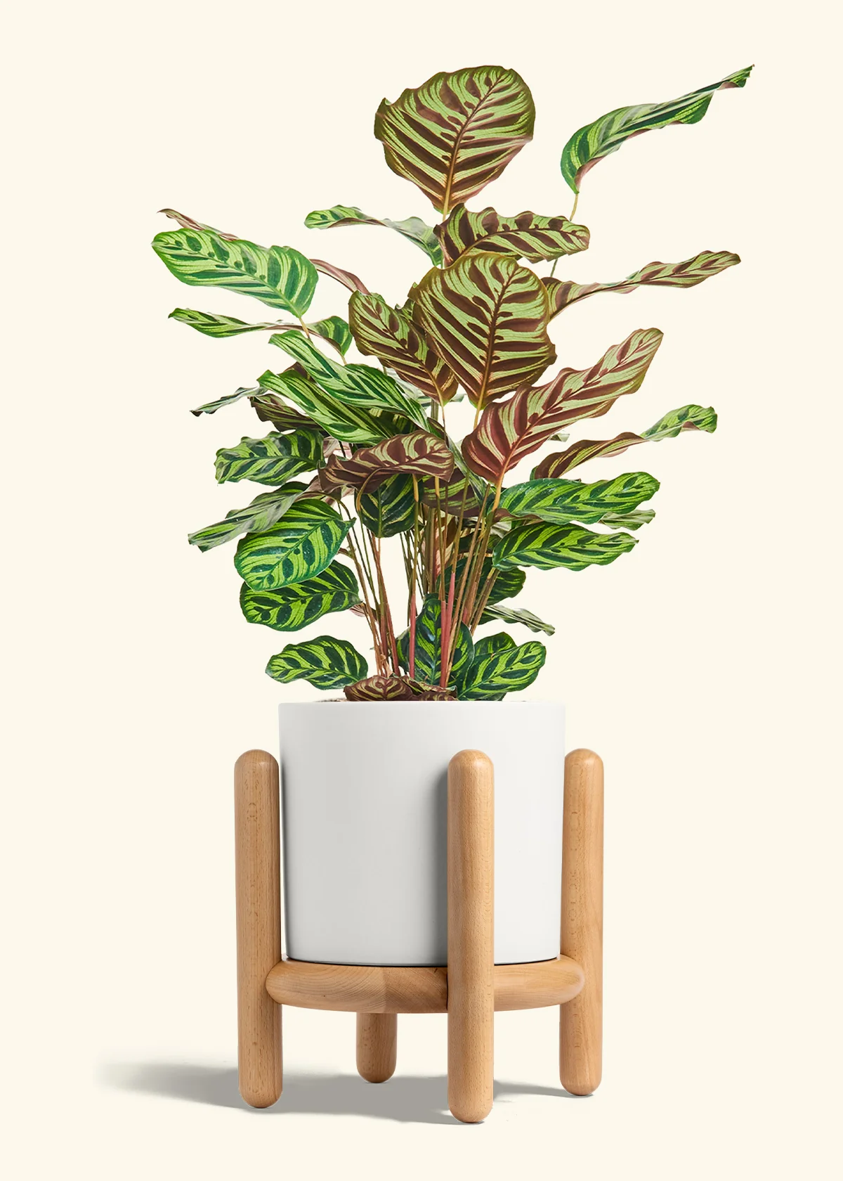 Peacock Plant - Image 74