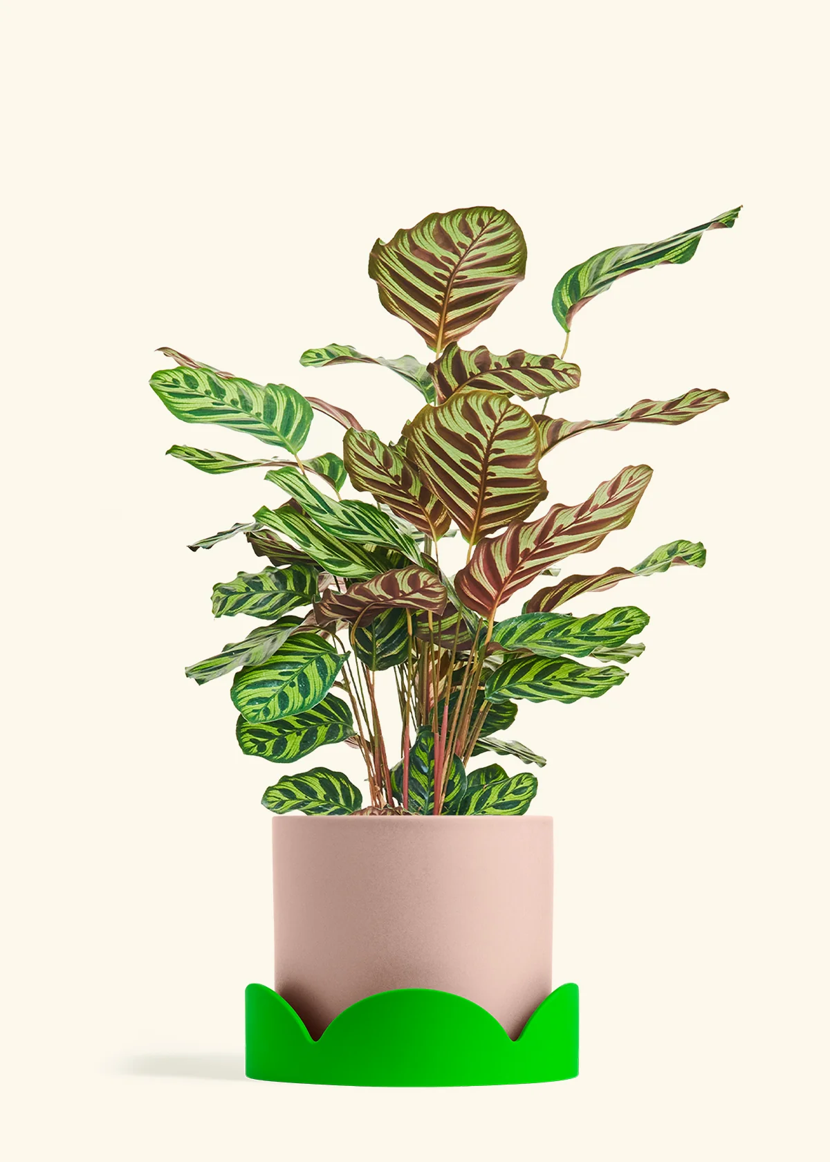Peacock Plant - Image 75