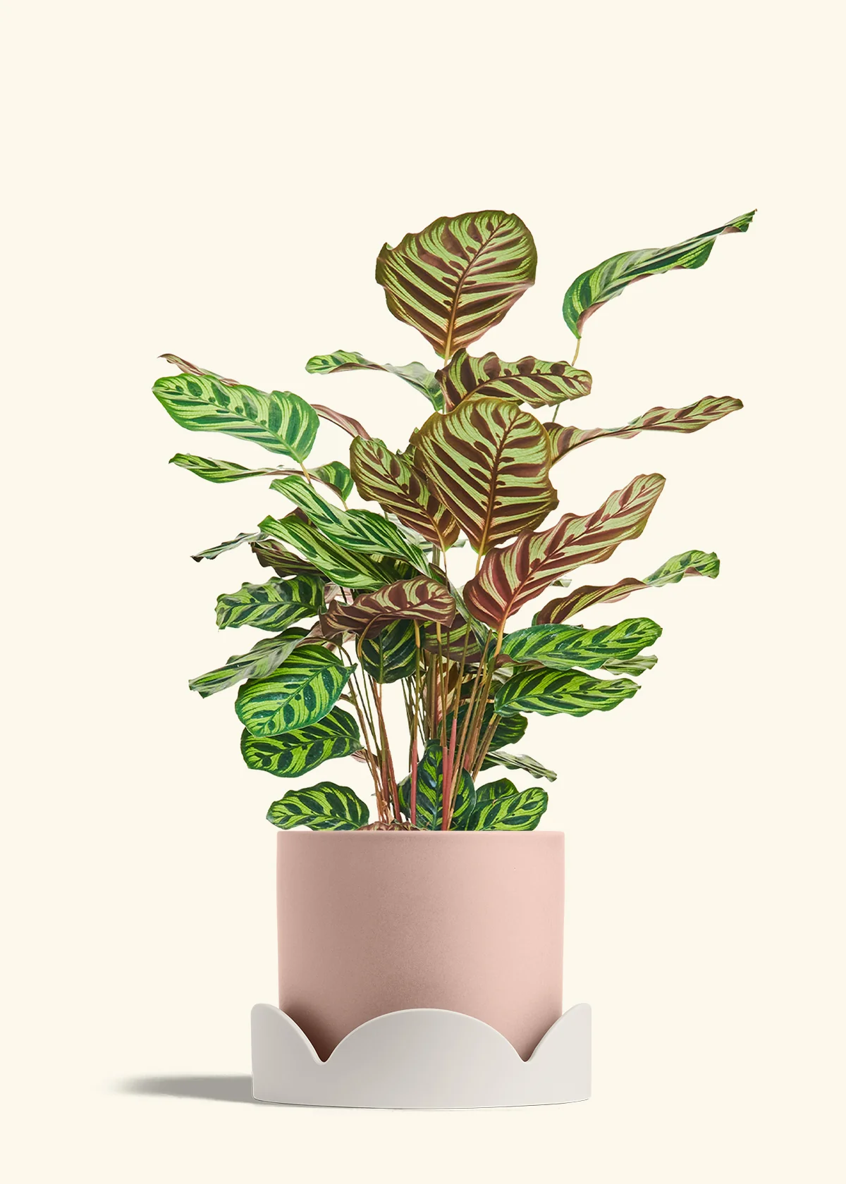 Peacock Plant - Image 76