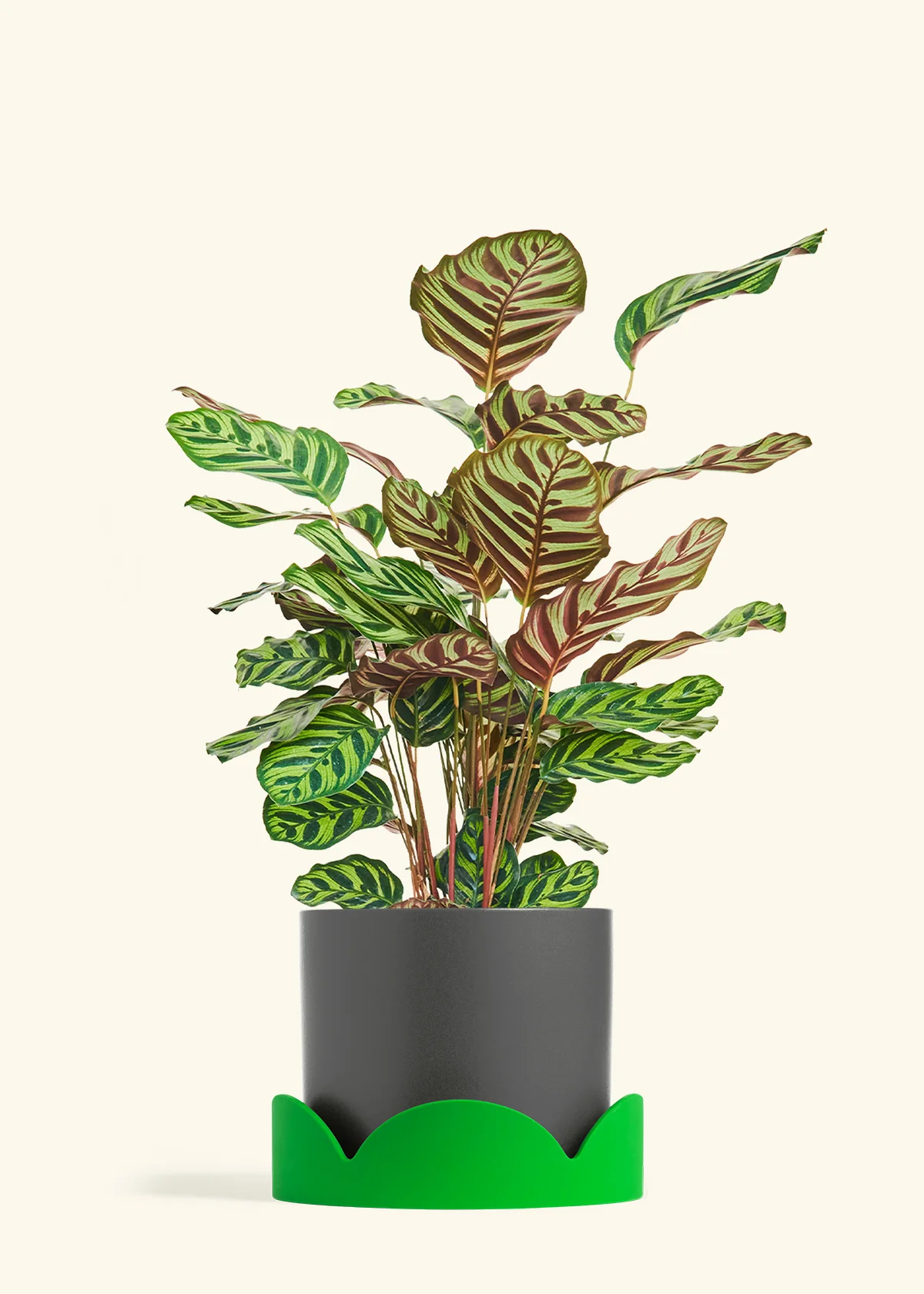 Peacock Plant - Image 78