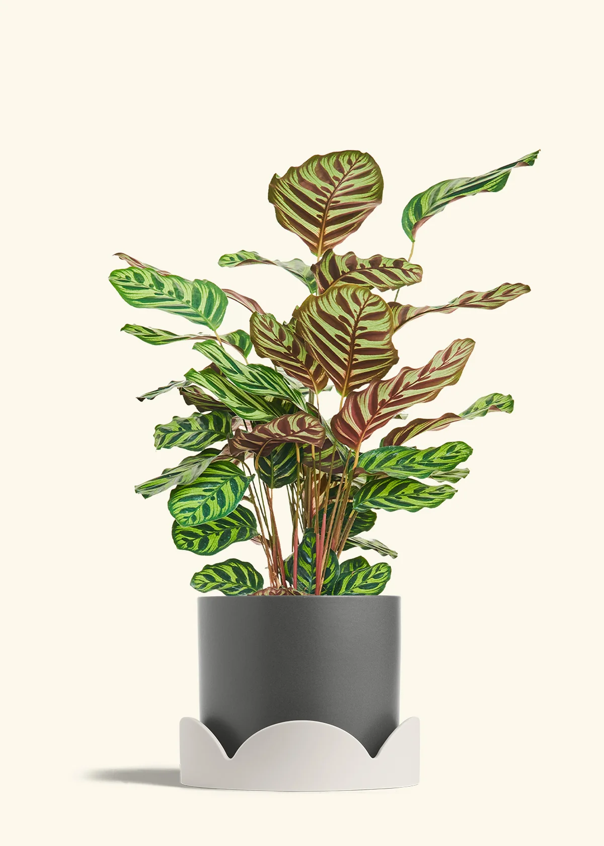 Peacock Plant - Image 79