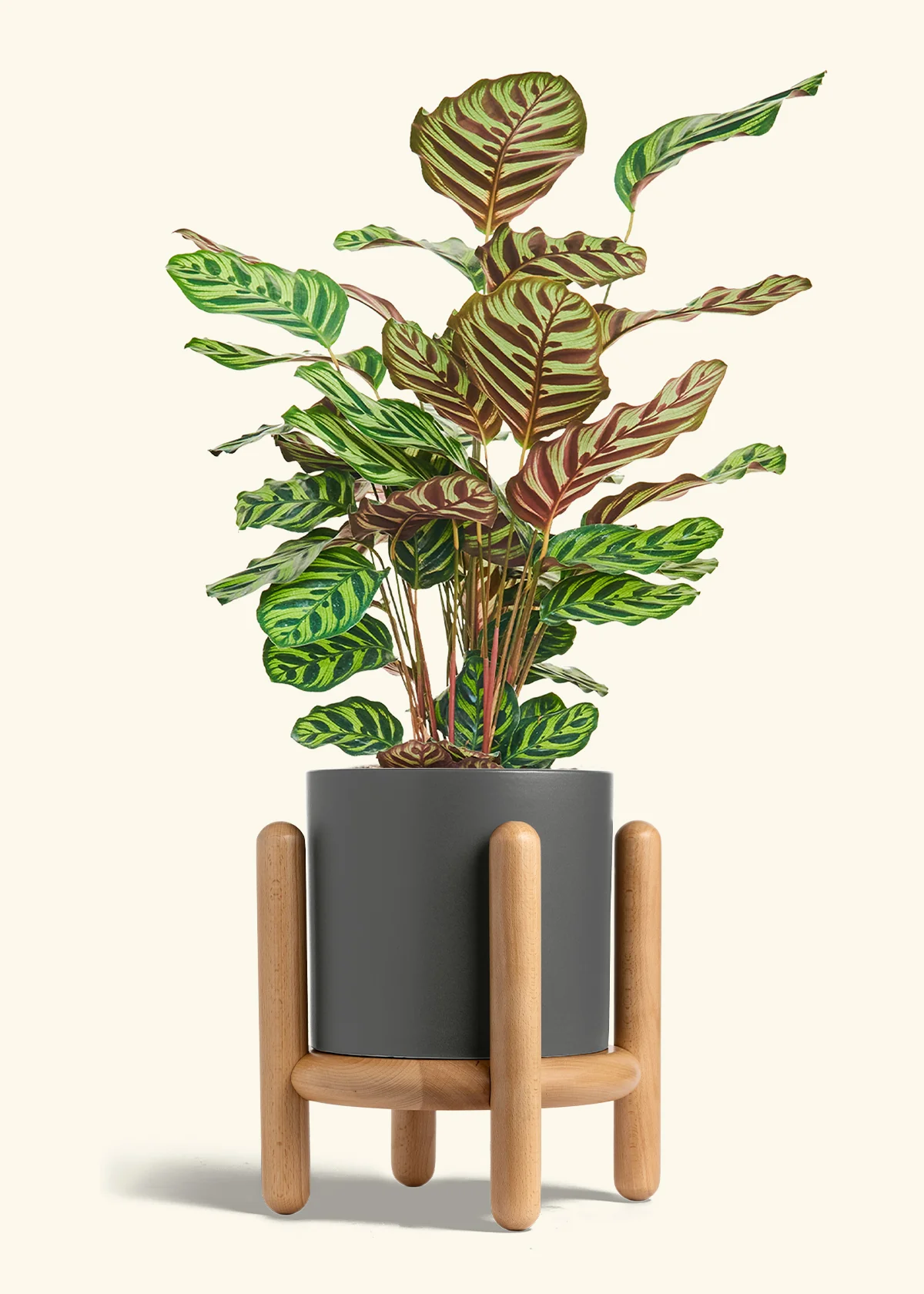 Peacock Plant - Image 80