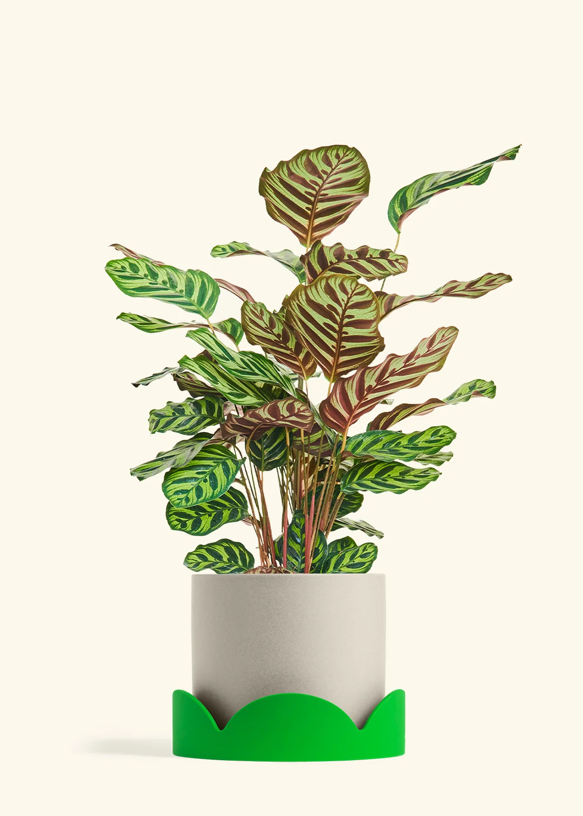 Peacock Plant - Image 81