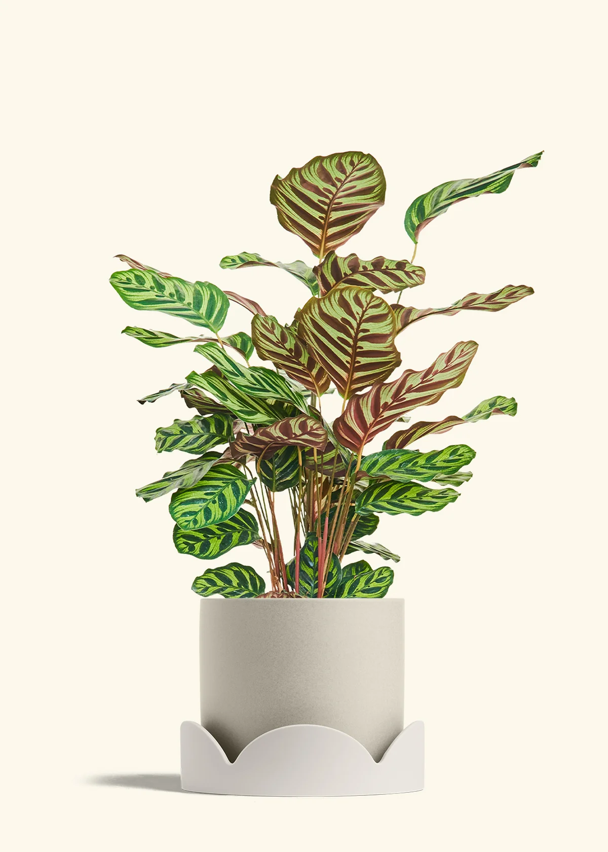 Peacock Plant - Image 82